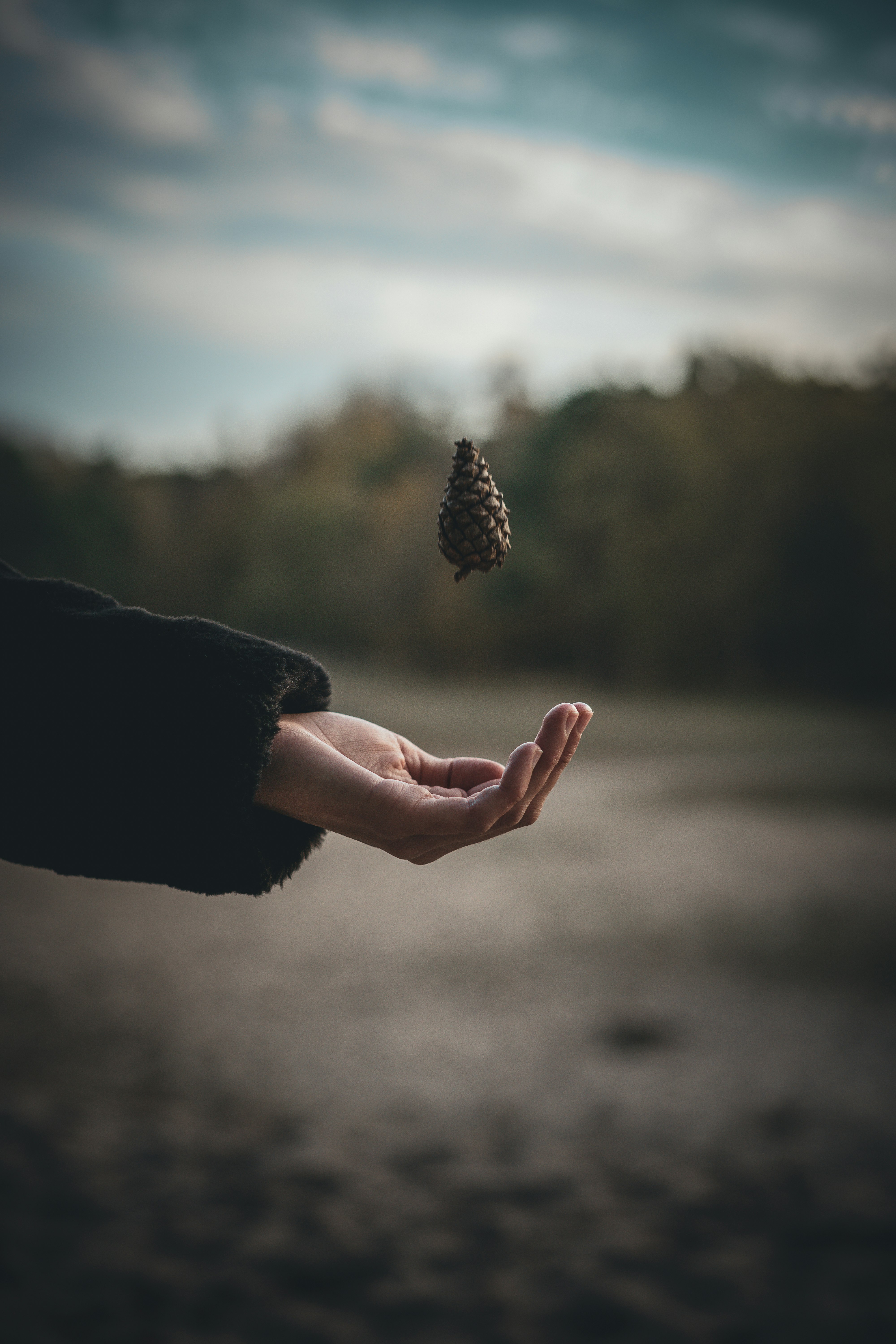 person holding brown and black pine cone